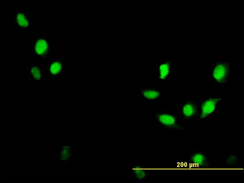 CDC2 monoclonal antibody (M01), clone 1A4-1A9