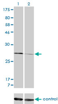 CAPNS1 monoclonal antibody (M01), clone 3C4