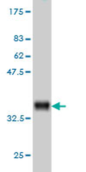 CAPNS1 monoclonal antibody (M01), clone 3C4