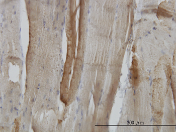 CA3 monoclonal antibody (M02), clone 4A12-1A3