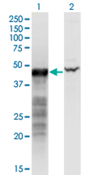 BNIP2 monoclonal antibody (M02), clone 8C6