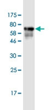 BNIP2 monoclonal antibody (M02), clone 8C6