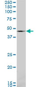 BMP7 monoclonal antibody (M03), clone S52