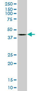 BMP7 monoclonal antibody (M03), clone S52