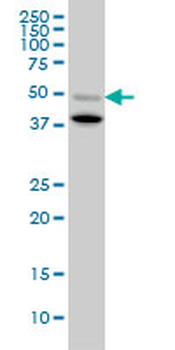 BMP7 monoclonal antibody (M03), clone S52