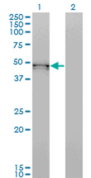 BMP7 monoclonal antibody (M03), clone S52