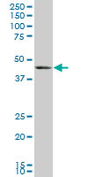 BMP7 monoclonal antibody (M01), clone M1-F8