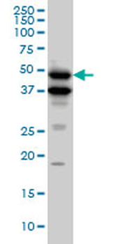 BMP7 monoclonal antibody (M01), clone M1-F8