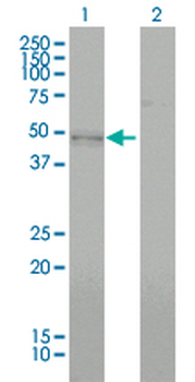 BMP7 monoclonal antibody (M01), clone M1-F8