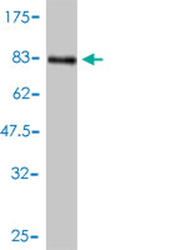 BMP7 monoclonal antibody (M01), clone M1-F8