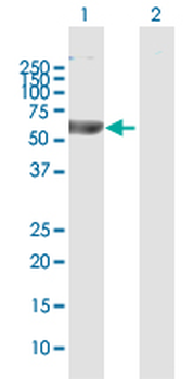 BLK MaxPab rabbit polyclonal antibody (D01)