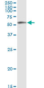 BBS4 MaxPab rabbit polyclonal antibody (D01)