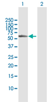 BBS4 MaxPab rabbit polyclonal antibody (D01)