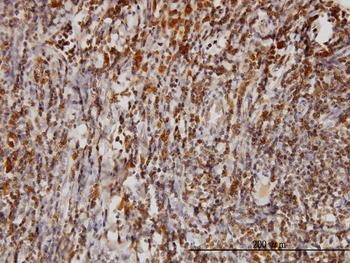 BAG1 monoclonal antibody (M02), clone 2D3