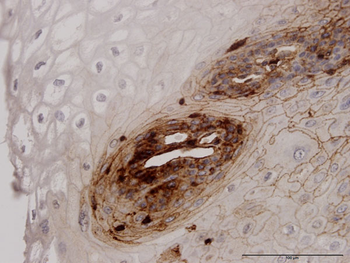 B2M monoclonal antibody (M01J), clone 3F9-2C2