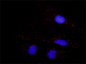 B2M monoclonal antibody (M01J), clone 3F9-2C2