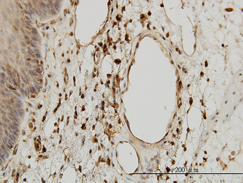 B2M monoclonal antibody (M01), clone 3F9-2C2