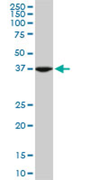 ASNA1 monoclonal antibody (M03), clone 2H3