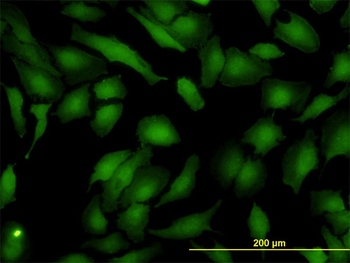 ASNA1 monoclonal antibody (M03), clone 2H3