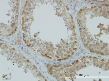 ASNA1 monoclonal antibody (M03), clone 2H3