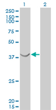 ASNA1 monoclonal antibody (M03), clone 2H3