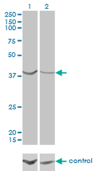 ASNA1 monoclonal antibody (M03), clone 2H3