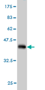 ASNA1 monoclonal antibody (M03), clone 2H3