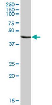 ANXA7 purified MaxPab mouse polyclonal antibody (B01P)