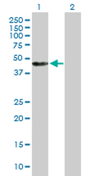 ANXA7 purified MaxPab mouse polyclonal antibody (B01P)