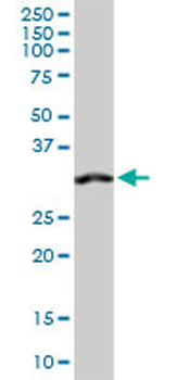 ANXA4 purified MaxPab rabbit polyclonal antibody (D01P)