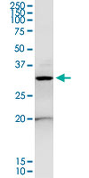 ANXA4 purified MaxPab rabbit polyclonal antibody (D01P)