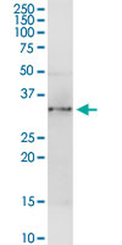 ANXA4 purified MaxPab rabbit polyclonal antibody (D01P)