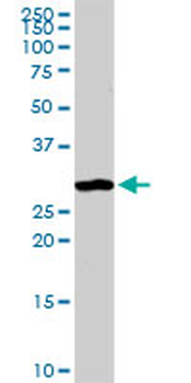 ANXA4 purified MaxPab rabbit polyclonal antibody (D01P)