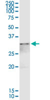 ANXA4 purified MaxPab rabbit polyclonal antibody (D01P)