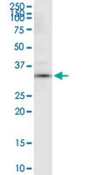 ANXA4 purified MaxPab rabbit polyclonal antibody (D01P)