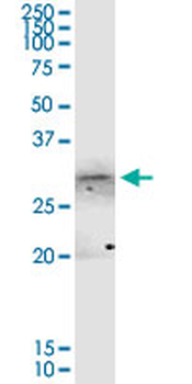 ANXA4 purified MaxPab rabbit polyclonal antibody (D01P)