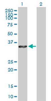 ANXA4 purified MaxPab rabbit polyclonal antibody (D01P)