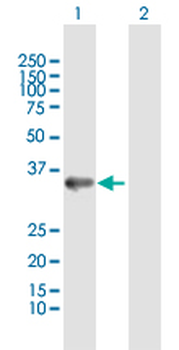 ANXA4 MaxPab rabbit polyclonal antibody (D01)