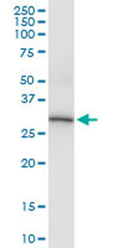 ANXA4 MaxPab rabbit polyclonal antibody (D01)