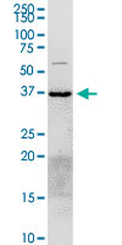 ANXA2 purified MaxPab rabbit polyclonal antibody (D01P)