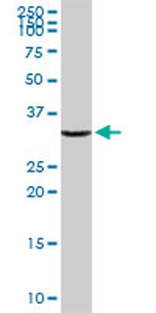 ANXA2 purified MaxPab rabbit polyclonal antibody (D01P)