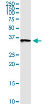 ANXA2 purified MaxPab rabbit polyclonal antibody (D01P)