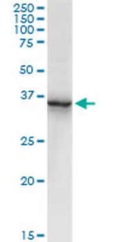 ANXA2 purified MaxPab rabbit polyclonal antibody (D01P)