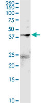 ANXA2 purified MaxPab rabbit polyclonal antibody (D01P)