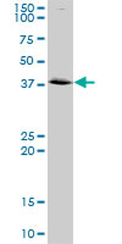 ANXA2 purified MaxPab rabbit polyclonal antibody (D01P)