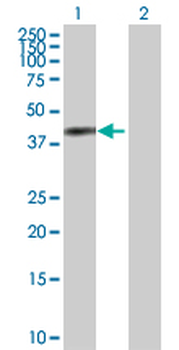 ANXA2 purified MaxPab rabbit polyclonal antibody (D01P)