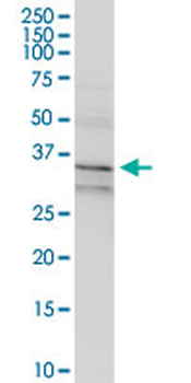 ANXA1 MaxPab rabbit polyclonal antibody (D01)