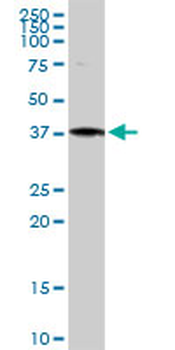 ANXA1 MaxPab rabbit polyclonal antibody (D01)