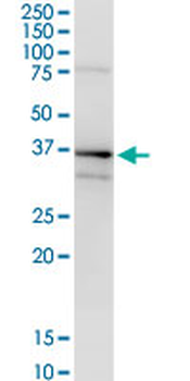 ANXA1 MaxPab rabbit polyclonal antibody (D01)