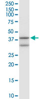 ANXA1 MaxPab rabbit polyclonal antibody (D01)